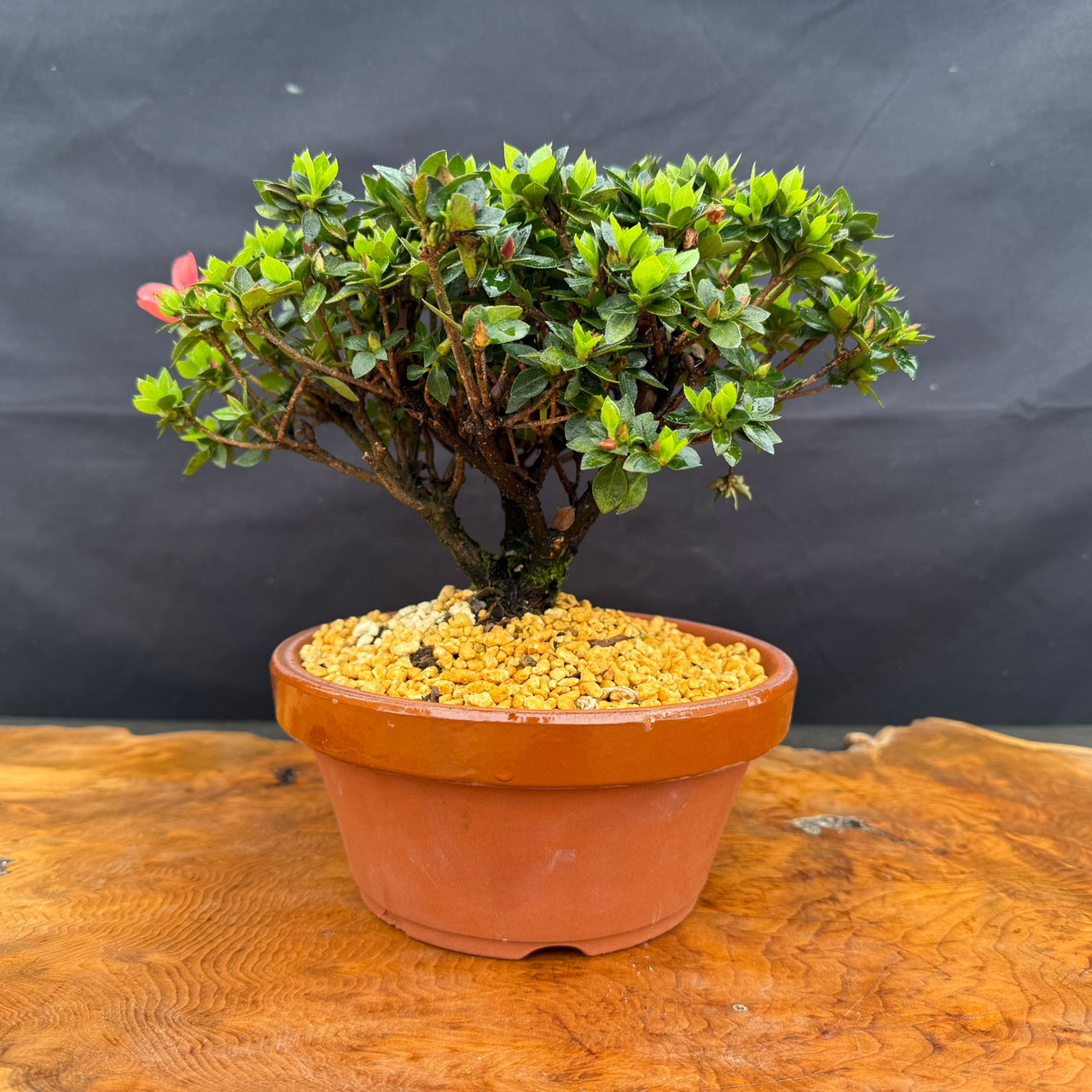 Literati Whit Pine Bonsai