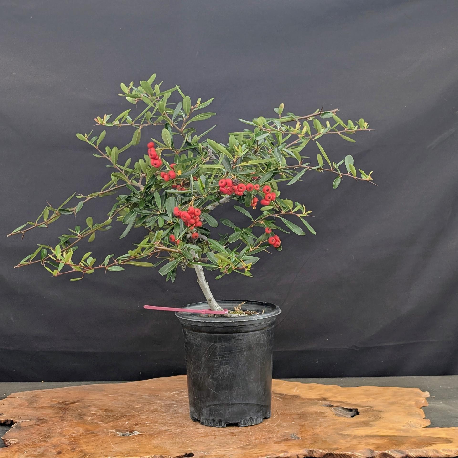 Kiyohime Maple Bonsai